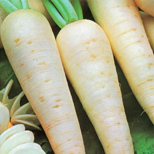 Turnips - 1 Kg