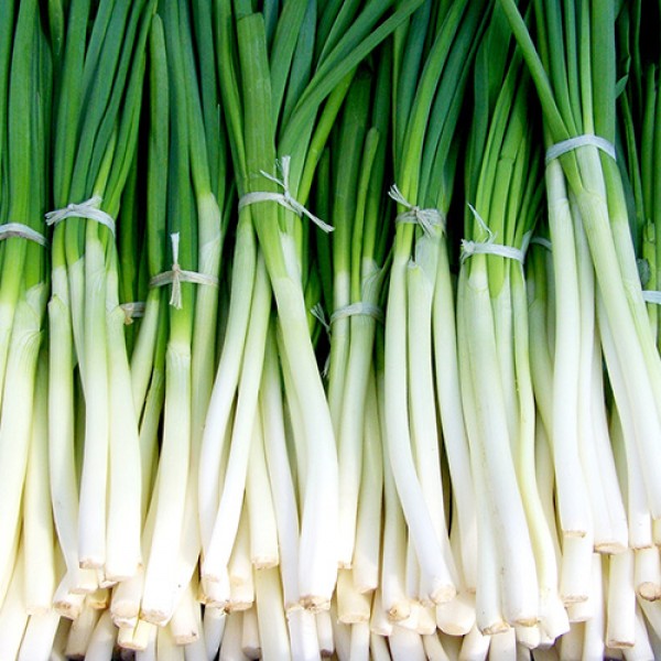 Green Onions - 1 Bundle