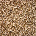 Sorgho en vrac